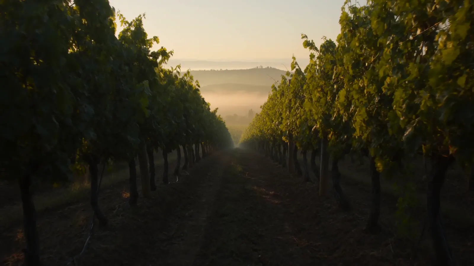 Paesaggio di vigneti nell’Ager Falernus